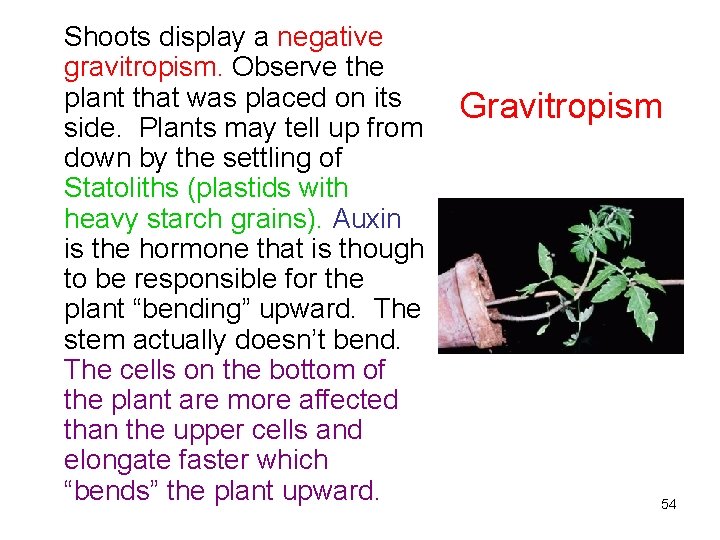 Shoots display a negative gravitropism. Observe the plant that was placed on its side.