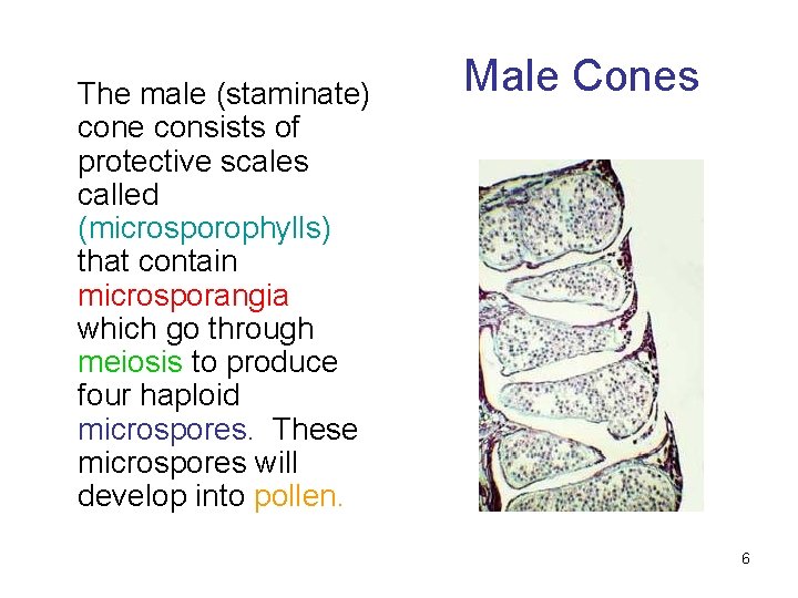 The male (staminate) cone consists of protective scales called (microsporophylls) that contain microsporangia which