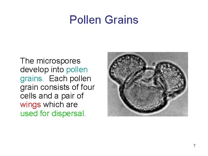 Pollen Grains The microspores develop into pollen grains. Each pollen grain consists of four