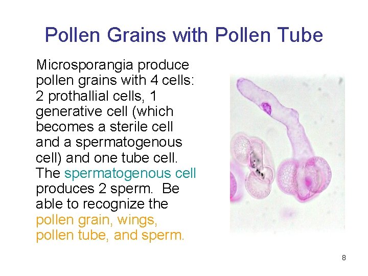 Pollen Grains with Pollen Tube Microsporangia produce pollen grains with 4 cells: 2 prothallial