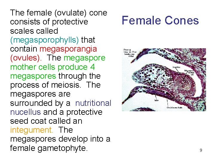 The female (ovulate) cone consists of protective scales called (megasporophylls) that contain megasporangia (ovules).