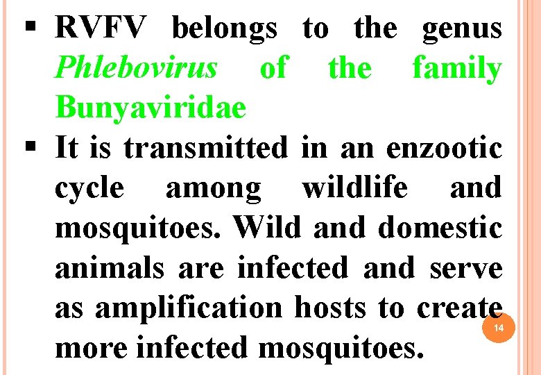 § RVFV belongs to the genus Phlebovirus of the family Bunyaviridae § It is § RVFV belongs to the genus Phlebovirus of the family Bunyaviridae § It is