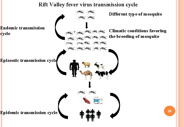 Rift Valley fever virus transmission cycle Different type of mosquito Endemic transmission cycle Climatic Rift Valley fever virus transmission cycle Different type of mosquito Endemic transmission cycle Climatic
