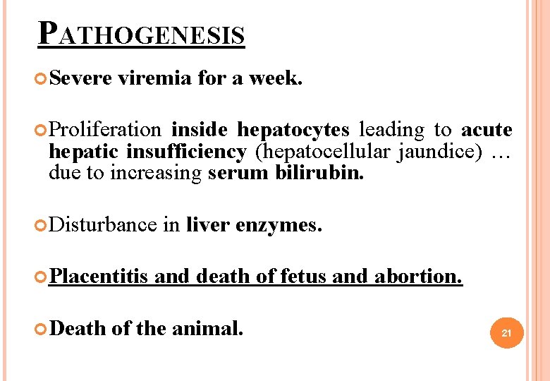 PATHOGENESIS Severe viremia for a week. Proliferation inside hepatocytes leading to acute hepatic insufficiency PATHOGENESIS Severe viremia for a week. Proliferation inside hepatocytes leading to acute hepatic insufficiency