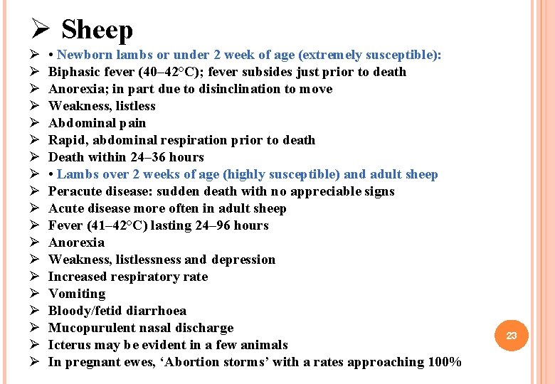 Ø Sheep Ø Ø Ø Ø Ø • Newborn lambs or under 2 week Ø Sheep Ø Ø Ø Ø Ø • Newborn lambs or under 2 week