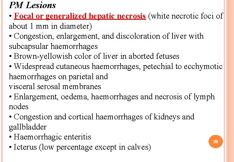 PM Lesions • Focal or generalized hepatic necrosis (white necrotic foci of about 1 PM Lesions • Focal or generalized hepatic necrosis (white necrotic foci of about 1