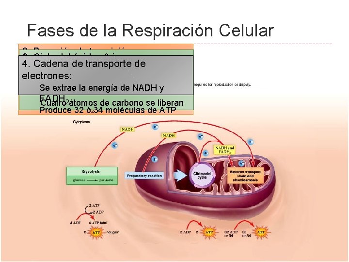 Fases de la Respiración Celular 2. Reacción de transición: 1. 3. Glucólisis: Ciclo del