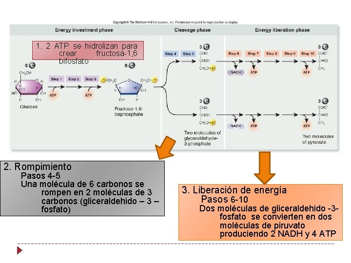 1. 2 ATP se hidrolizan para crear fructosa-1, 6 bifosfato 2. Rompimiento Pasos 4