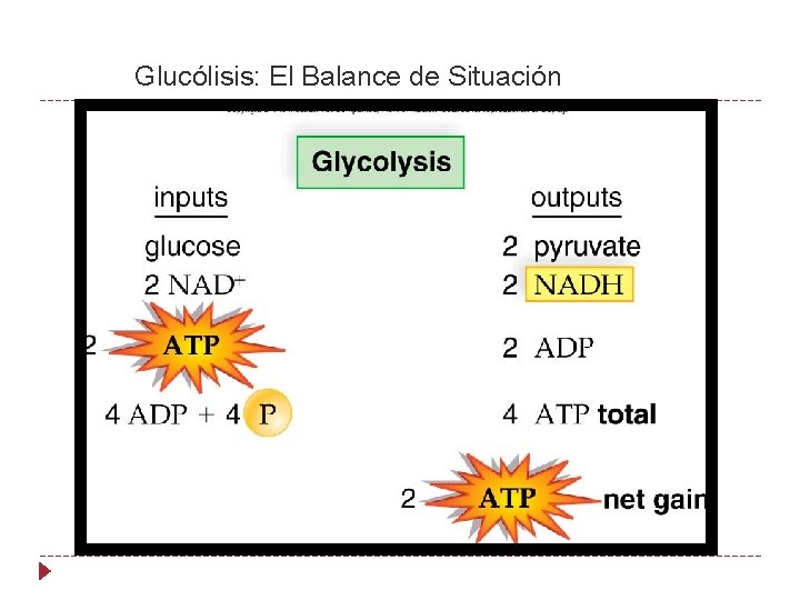Glucólisis: El Balance de Situación 
