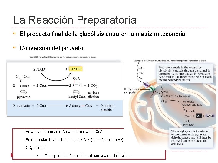La Reacción Preparatoria El producto final de la glucólisis entra en la matriz mitocondrial