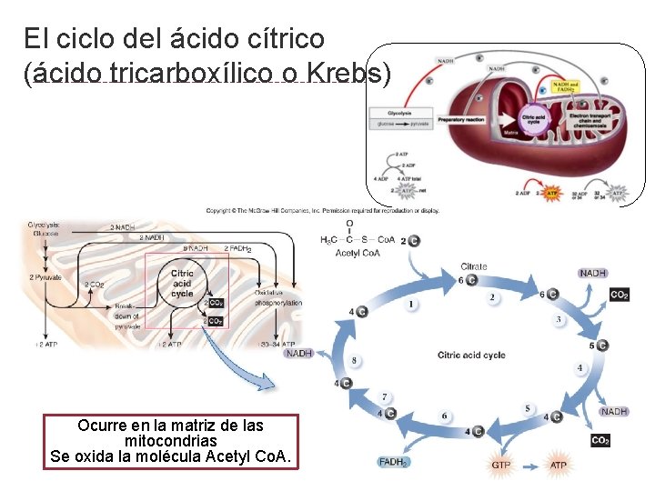 El ciclo del ácido cítrico (ácido tricarboxílico o Krebs) Ocurre en la matriz de