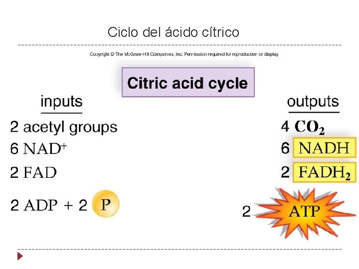 Ciclo del ácido cítrico 