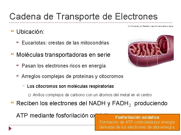 Cadena de Transporte de Electrones Ubicación: Eucariotas: crestas de las mitocondrias Moléculas transportadoras en