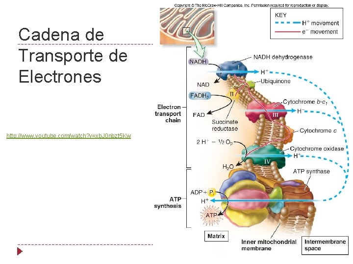 Cadena de Transporte de Electrones http: //www. youtube. com/watch? v=xb. J 0 nbzt 5