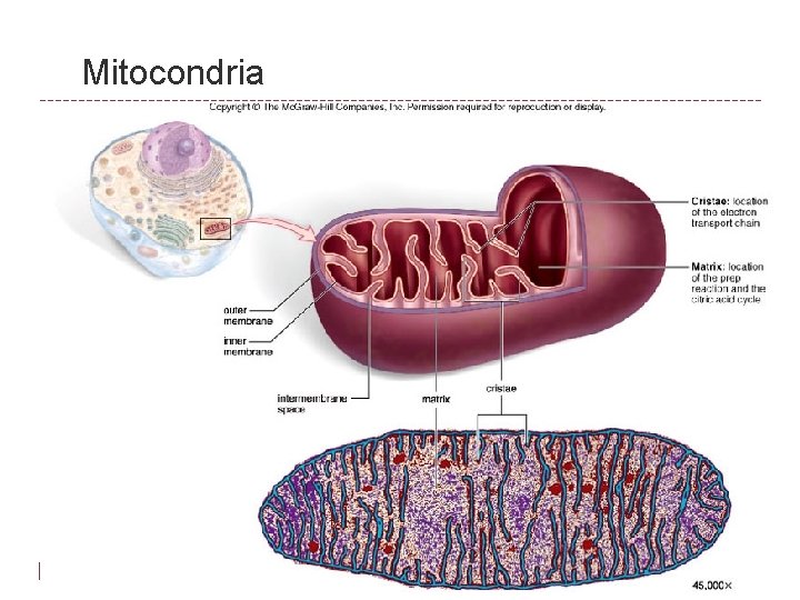 Mitocondria 