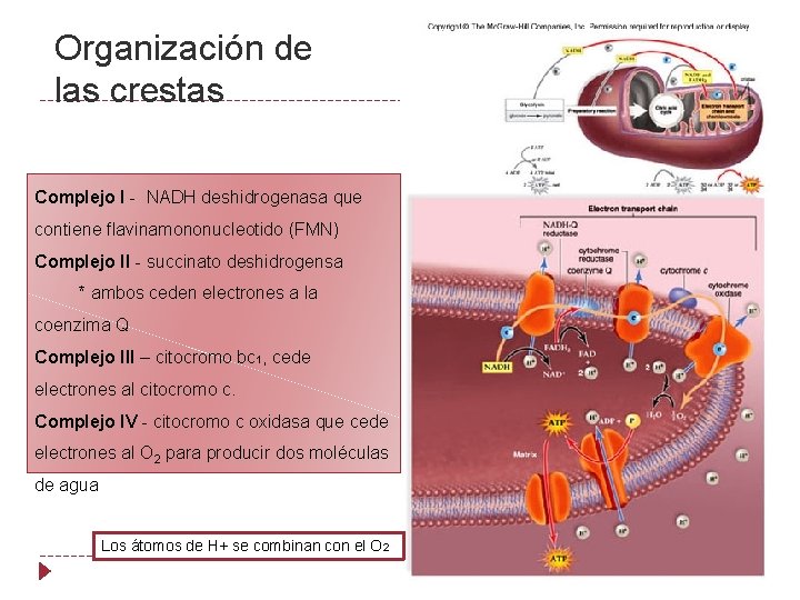 Organización de las crestas Complejo I - NADH deshidrogenasa que contiene flavinamononucleotido (FMN) Complejo