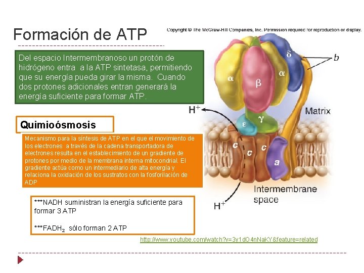 Formación de ATP Del espacio Intermembranoso un protón de hidrógeno entra a la ATP