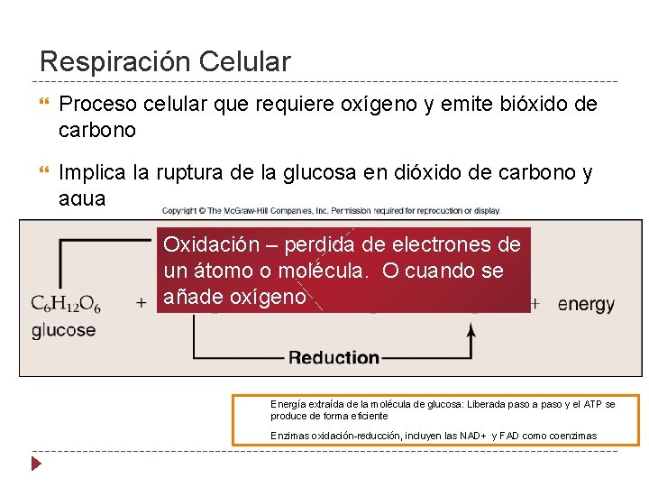 Respiración Celular Proceso celular que requiere oxígeno y emite bióxido de carbono Implica la