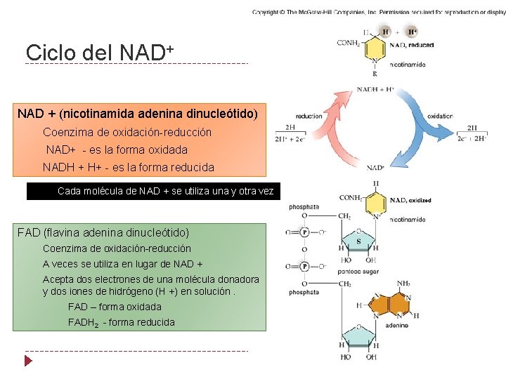 Ciclo del NAD+ NAD + (nicotinamida adenina dinucleótido) Coenzima de oxidación-reducción NAD+ - es
