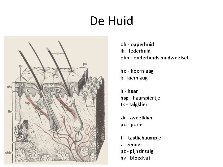 De Huid oh - opperhuid lh - lederhuid ohb - onderhuids bindweefsel ho -