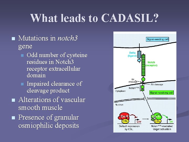 What leads to CADASIL? n Mutations in notch 3 gene n n Odd number