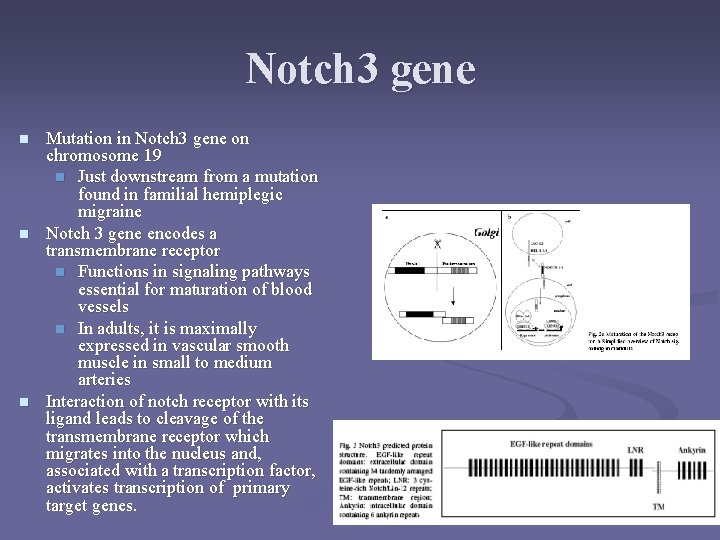 Notch 3 gene n n n Mutation in Notch 3 gene on chromosome 19