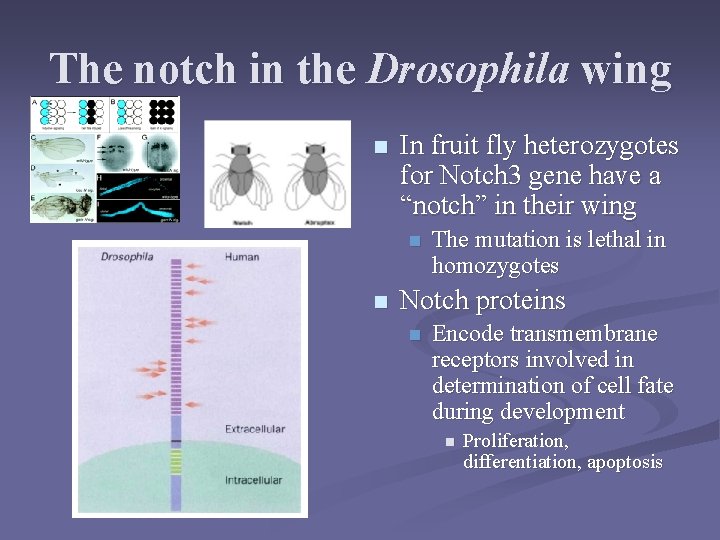 The notch in the Drosophila wing n In fruit fly heterozygotes for Notch 3