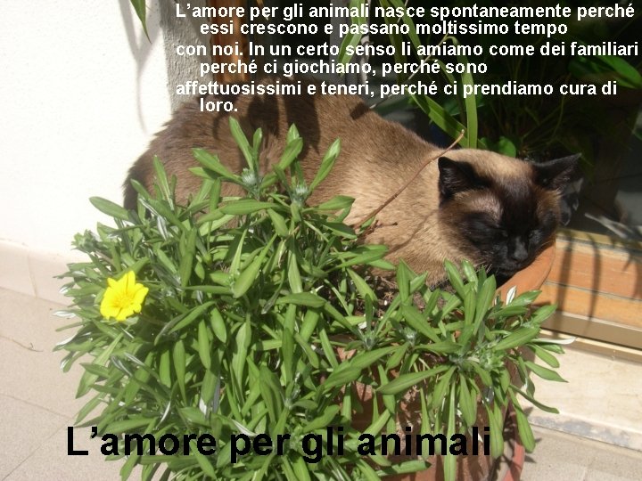 L’amore per gli animali nasce spontaneamente perché essi crescono e passano moltissimo tempo con