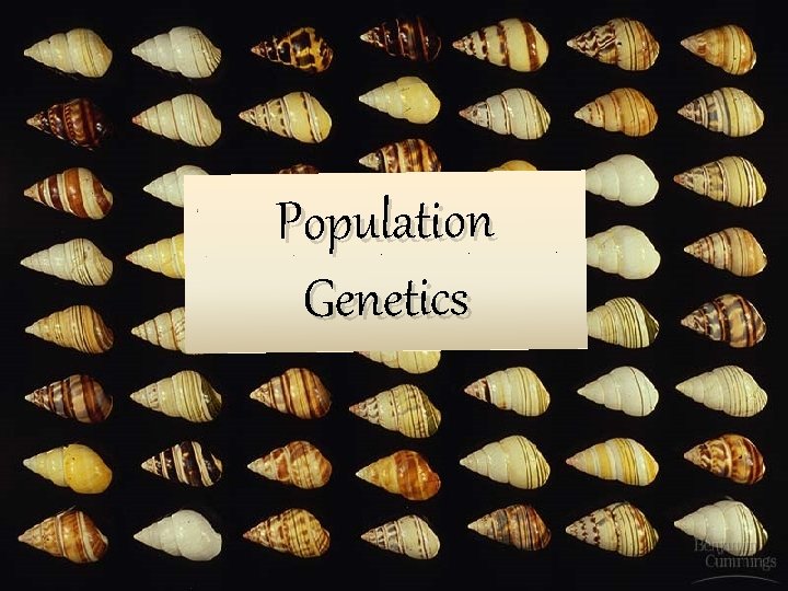 Population Genetics 