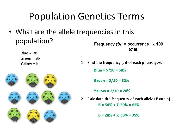 Population Genetics Terms • What are the allele frequencies in this population? Frequency (%)