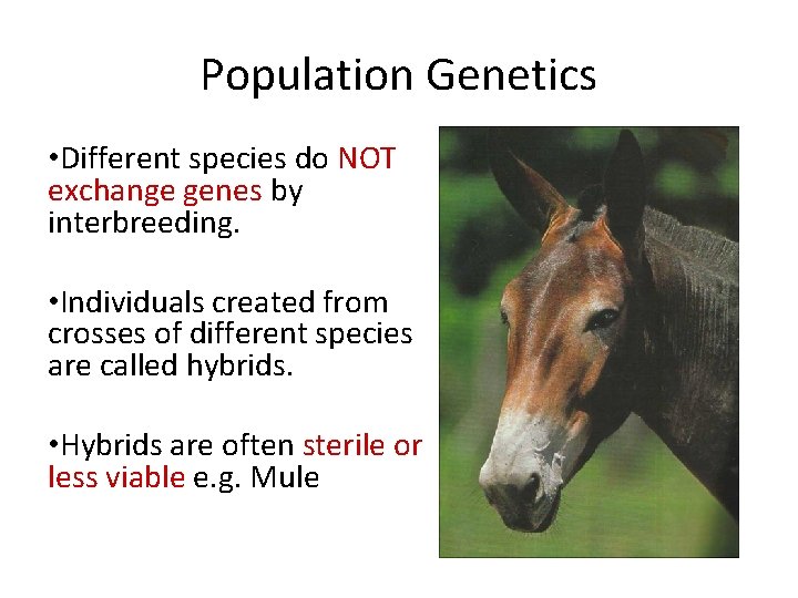 Population Genetics • Different species do NOT exchange genes by interbreeding. • Individuals created