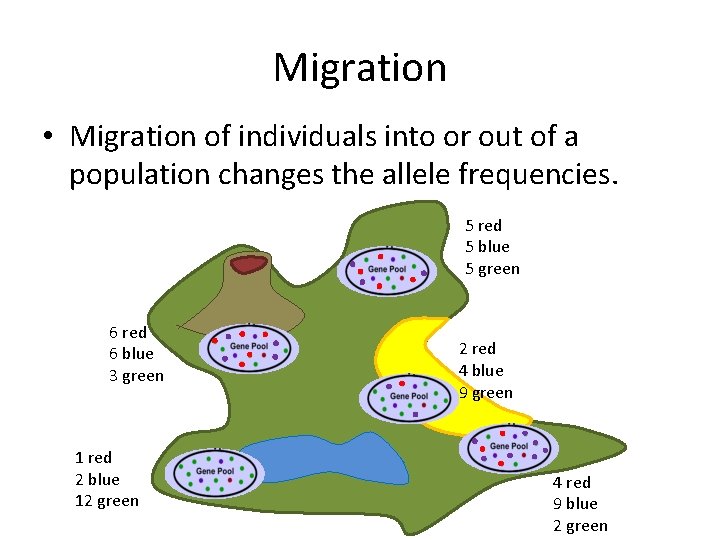 Migration • Migration of individuals into or out of a population changes the allele