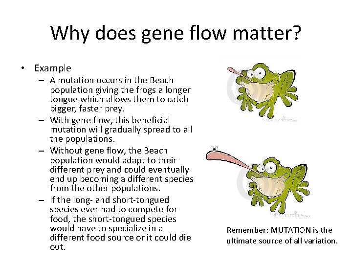 Why does gene flow matter? • Example – A mutation occurs in the Beach