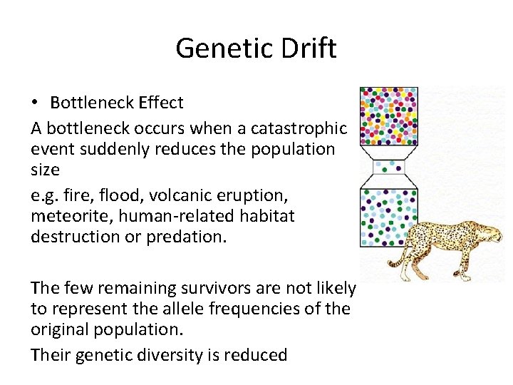 Genetic Drift • Bottleneck Effect A bottleneck occurs when a catastrophic event suddenly reduces