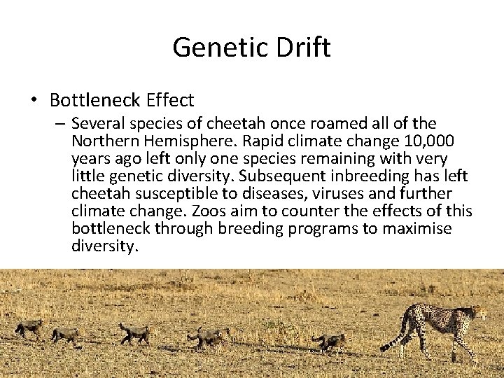 Genetic Drift • Bottleneck Effect – Several species of cheetah once roamed all of