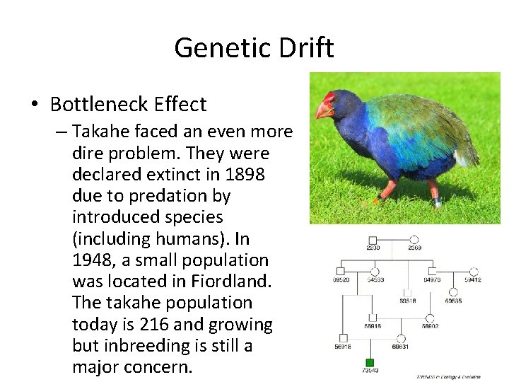 Genetic Drift • Bottleneck Effect – Takahe faced an even more dire problem. They