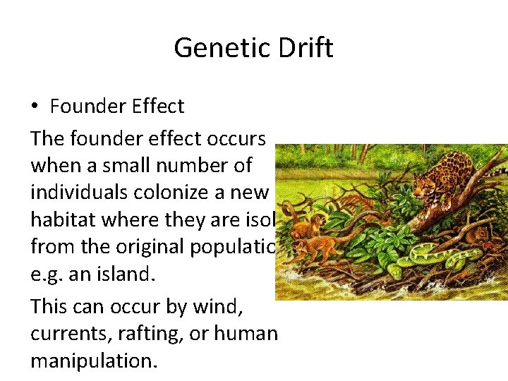 Genetic Drift • Founder Effect The founder effect occurs when a small number of