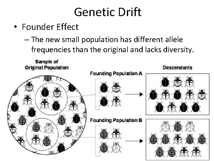 Genetic Drift • Founder Effect – The new small population has different allele frequencies