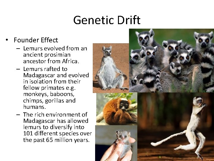 Genetic Drift • Founder Effect – Lemurs evolved from an ancient prosimian ancestor from