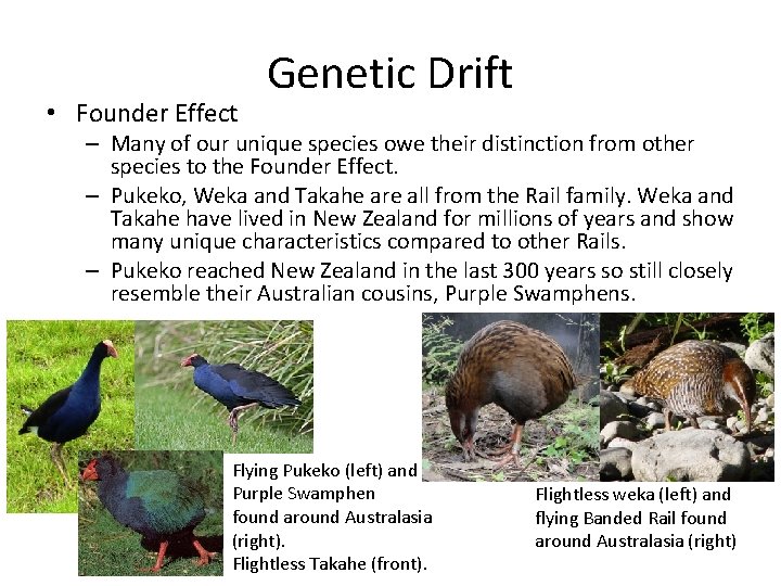  • Founder Effect Genetic Drift – Many of our unique species owe their