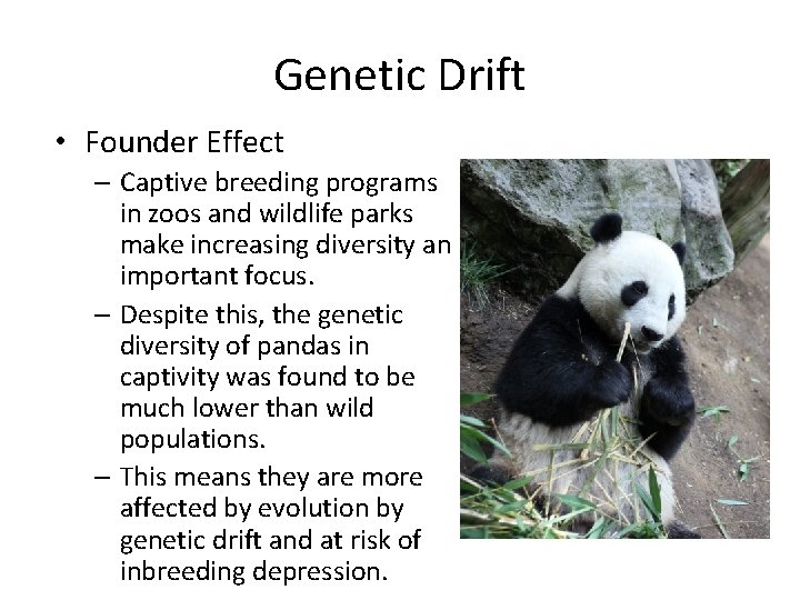 Genetic Drift • Founder Effect – Captive breeding programs in zoos and wildlife parks