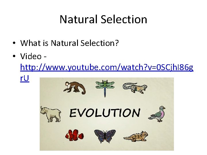 Natural Selection • What is Natural Selection? • Video http: //www. youtube. com/watch? v=0