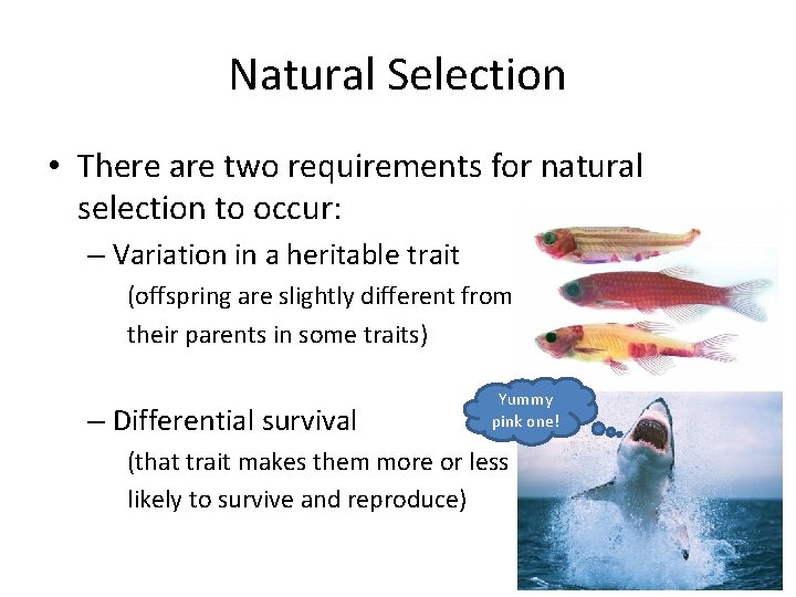 Natural Selection • There are two requirements for natural selection to occur: – Variation