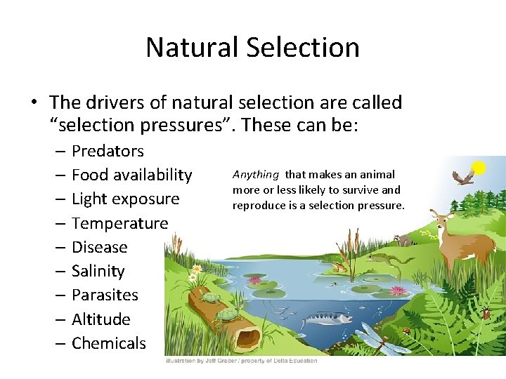 Natural Selection • The drivers of natural selection are called “selection pressures”. These can
