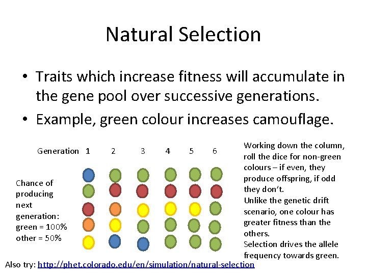 Natural Selection • Traits which increase fitness will accumulate in the gene pool over