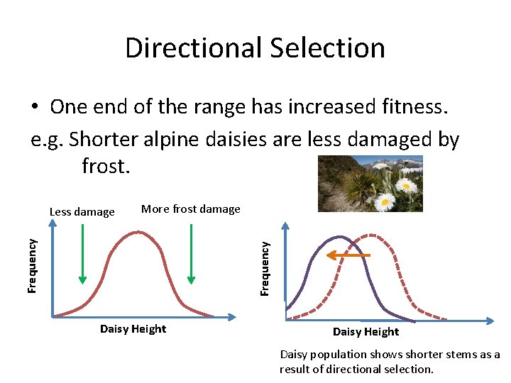 Directional Selection • One end of the range has increased fitness. e. g. Shorter