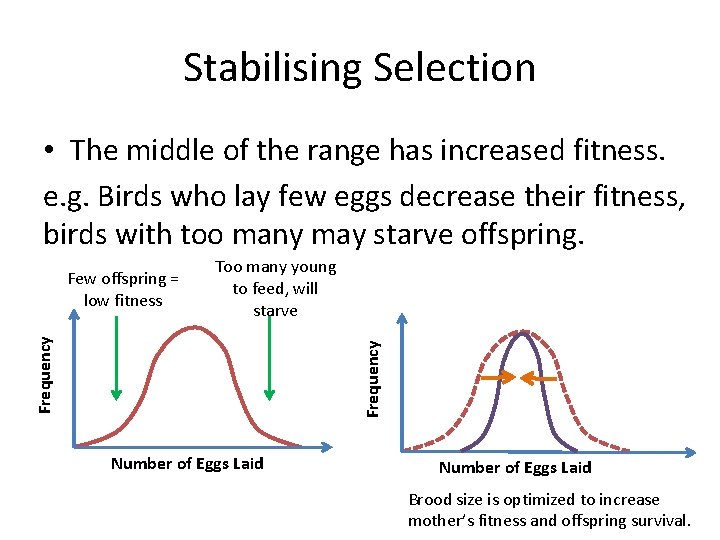 Stabilising Selection • The middle of the range has increased fitness. e. g. Birds