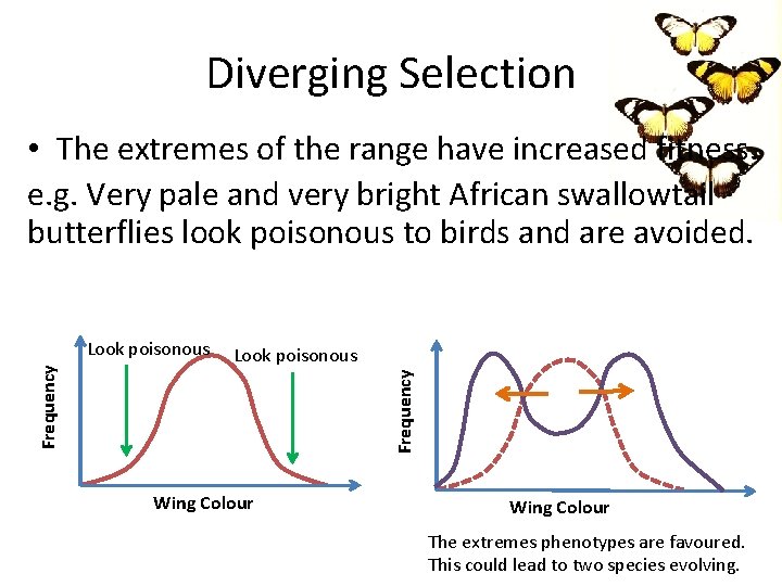 Diverging Selection • The extremes of the range have increased fitness. e. g. Very