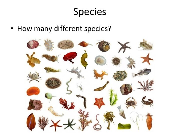 Species • How many different species? 