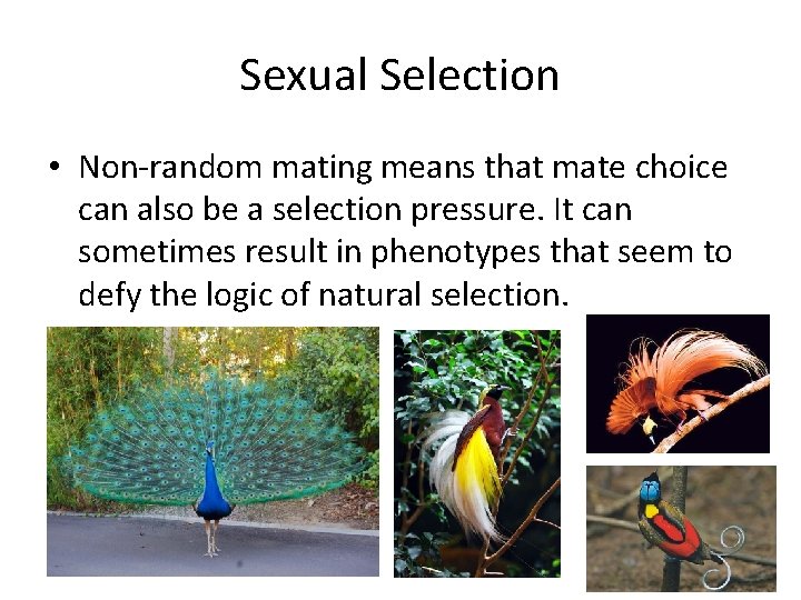 Sexual Selection • Non-random mating means that mate choice can also be a selection